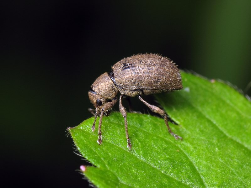 Sciaphilus asperatus (Bonsdorff, 1785)